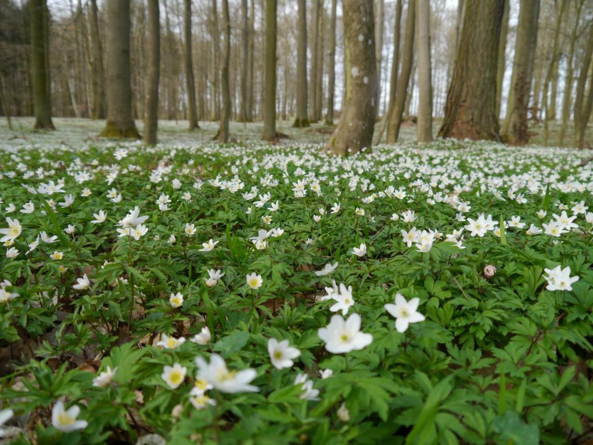 Ferienhaus-Uckermarkblick Rosenow  Esterno foto